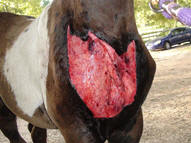 young horse with severe chest wound
