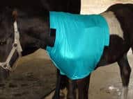 foal with customized shoulder guard