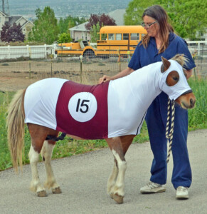 horse in costume