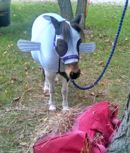 mini horse dressed in minnow costume