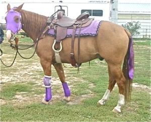horse wearing sleezy face mask and matching boot covers