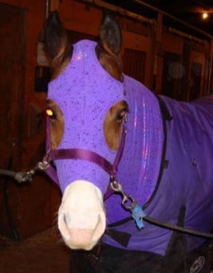 horse wearing purple sleazy jammies