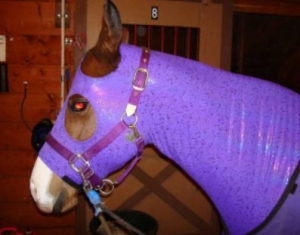 horse wearing purple slinky