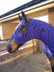 horse wearing full body sleazy in purple zebra print.