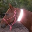 high visibility horse reflective neck band