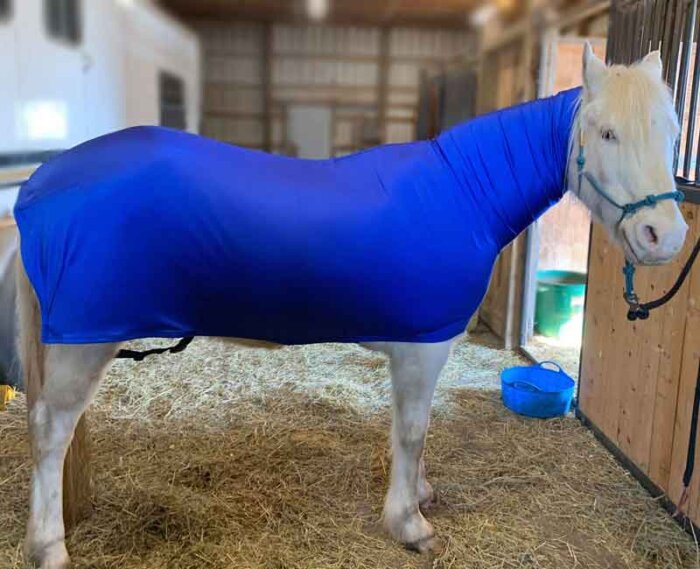 pony faceless full body sleazy in royal blue