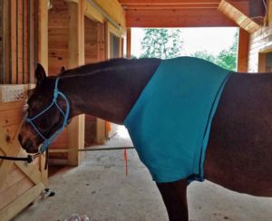 horse shoulder sleezy