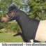 mini horse hard wearing sleazy