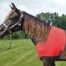 horse shoulder guard in cherry red
