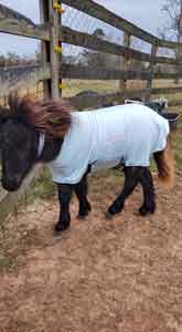 mini horse wearing hi visibility neck band and ice blue body suit