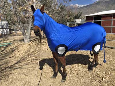 blue car costume for horses