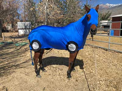 car costume for horses