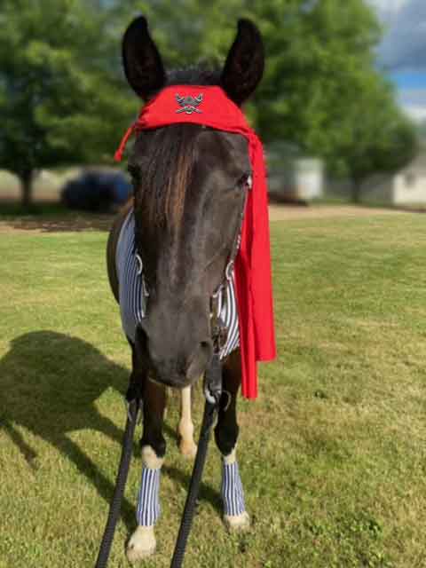 pirate costume for horses front view showing brooch