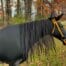horse costumes black witch