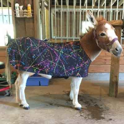 miniature donkey wearing stretch sheet body suit in paint splash print