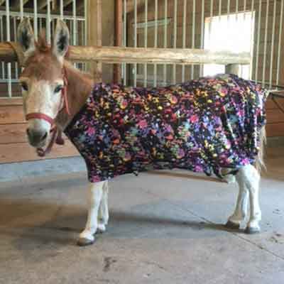 mini donkey wearing paint splash body suit
