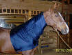 horse wearing faceless sleezy