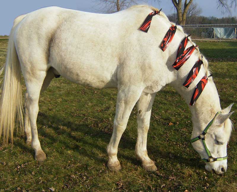 Lycra mane bags will grow a beautiful mane