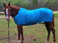 horse wearing body sleezy