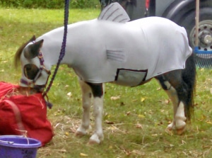 horse in minnow costume