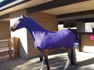 horse wearing full body slinky in purple zebra print
