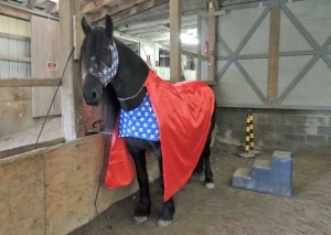 Horse wearing super hero costume