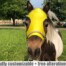 sleazy face mask for miniature horses