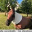 costumes for horses sven the reindeer
