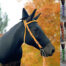 witch horse with hat and striped socks