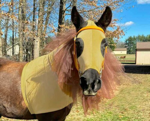lion horse costume with brown mane
