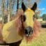 lion horse costume with brown mane
