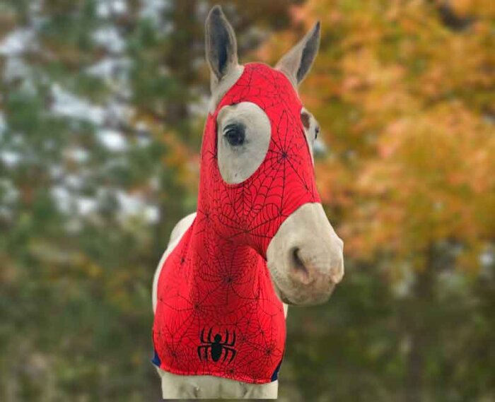 spider man horse costume in red spider web spandex front view