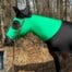 wicked witch of the west horse costume