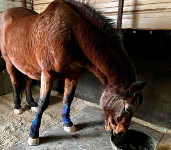 horses wearing fast leg wraps