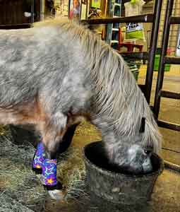 miniature horse wearing fast polo wraps