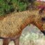 horse costume sleazy in black and orange tiger print