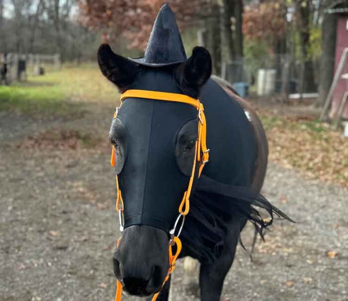 horse costume witch from the front showing the hat