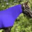 horse wearing purple faceless sleazy